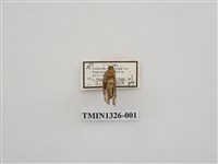 藏品(尺蠖蛾科)的圖片